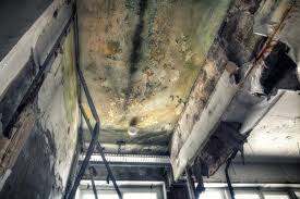 Best Commercial Mold Inspection  in Zumbrota, MN